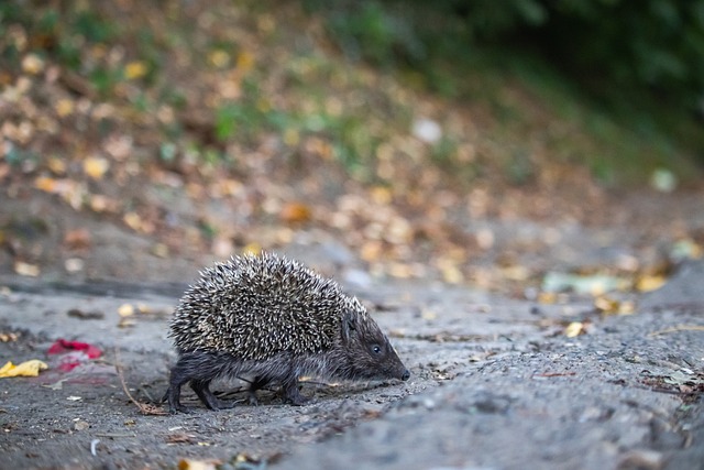 射门次数上 射门次数上
